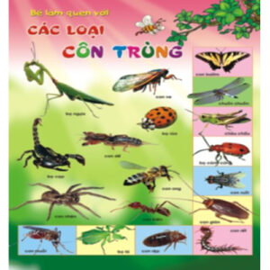 Tranh các loại côn trùng